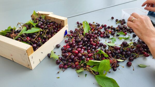 Clafoutis aux cerises. ( A partir du mardi ).